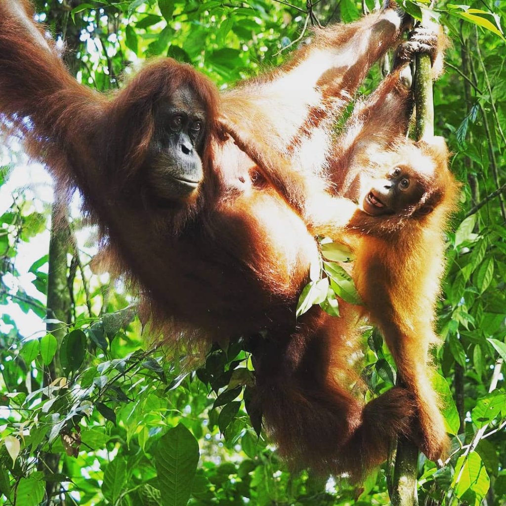 View From Campsite | See the Orangutan and Jungle trekking | Image #2/3 | 