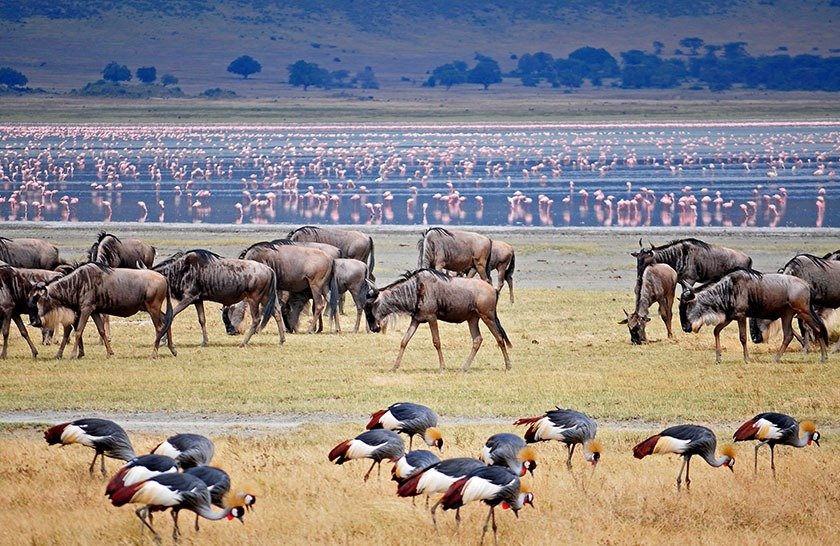 Lake Manyara | Four Days Tanzannia Safaris Norhern Circuit | Image #2/3 | 