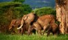 Four Days Tanzannia Safaris Norhern Circuit | Arusha, Tanzania