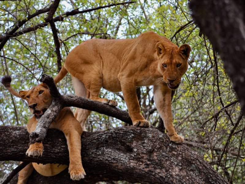 Manyara Park | Four Days Tanzannia Safaris Norhern Circuit | Image #3/3 | 