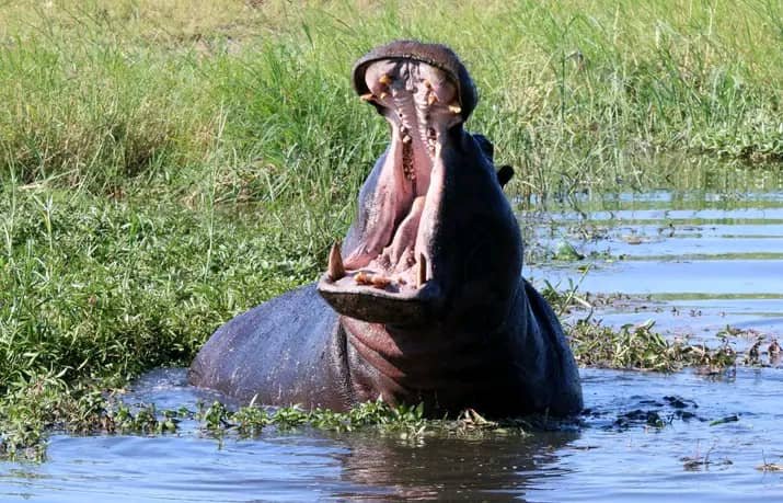 River Safari | Arnolubi Safaris & Tours | Livingstone, Zambia | Wildlife & Safari Tours | Image #1/3 | 