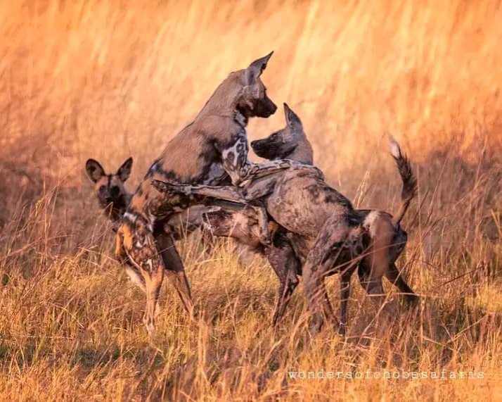 Wild Dogs/painted Dogs. | Arnolubi Safaris & Tours | Image #2/3 | 