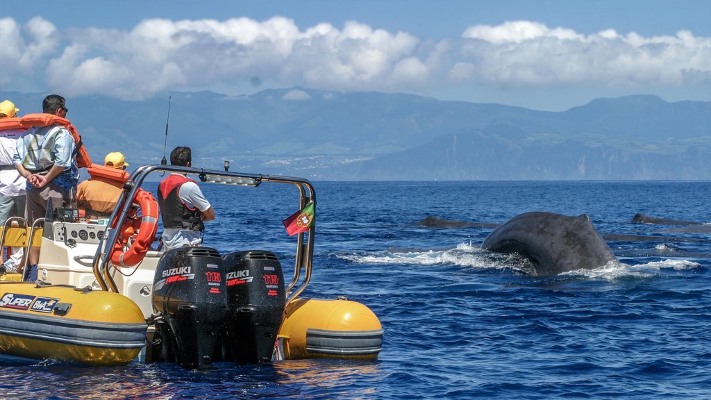 Azores Whale Watching & Islet Boat Tour | Ponta Delgada, Portugal | Whale Watching | Image #1/8 | 