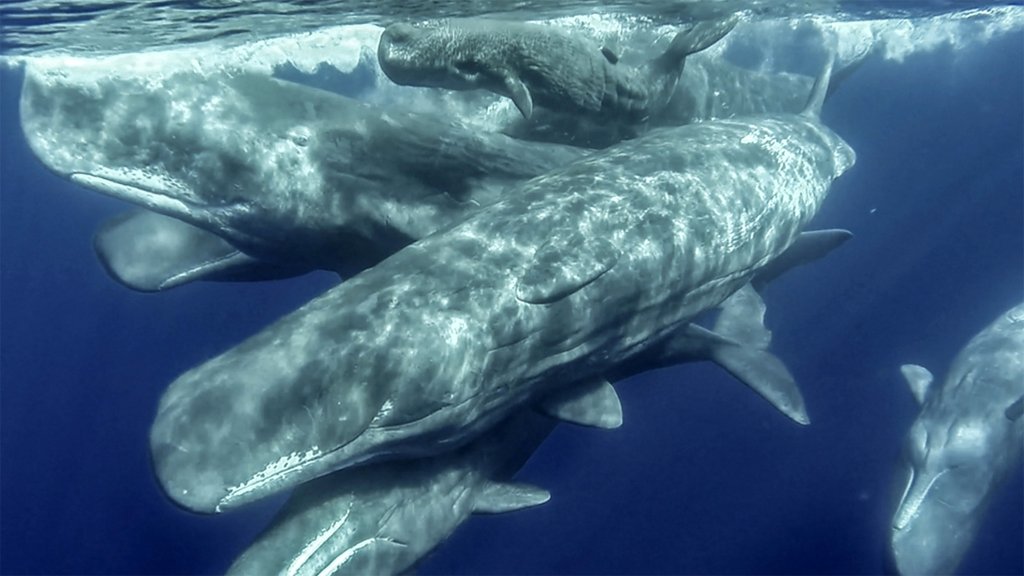 Azores Whale Watching & Islet Boat Tour | Image #5/8 | 