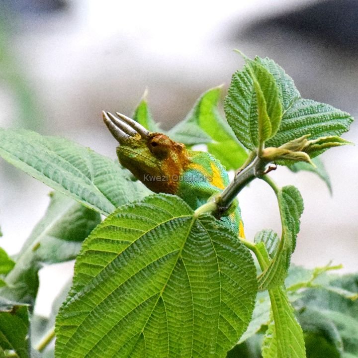 A Three-horned Chameleon In The Rwenzori Mountains National | Kwezi Outdoors | Image #16/16 | 