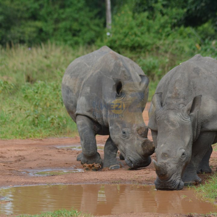 Dancing With The Locals | Kwezi Outdoors | Image #2/16 | 