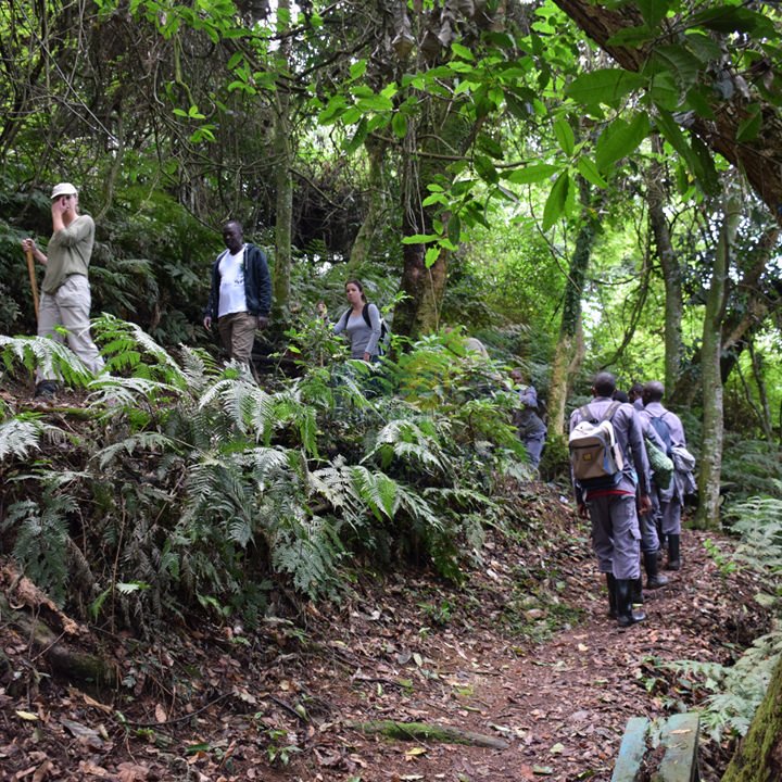 Tracking Gorillas In Bwindi Impenetrable National Park | Kwezi Outdoors | Image #15/16 | 