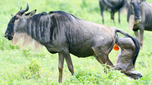 8days Wildebeest Calving Season