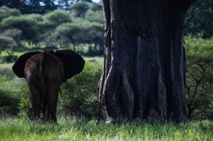 Day Trip - Tarangire Park | Arush, Tanzania Wildlife & Safari Tours | Great Vacations & Exciting Destinations