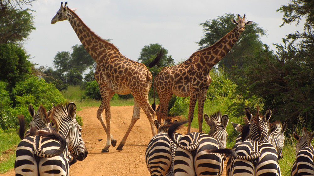 9days Serengeti Great Wildebeest Migration - | Image #3/6 | 