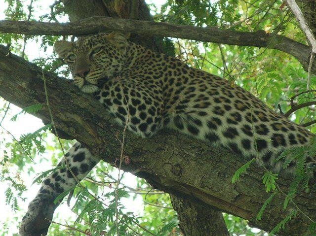 Lake Manyara National Park | 3 Days - Wildlife Safari | Image #3/3 | 