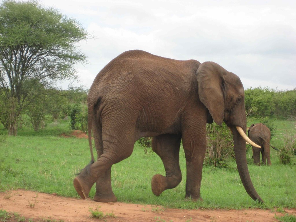 Tarangire National Park | 3 Days - Wildlife Safari | Image #2/3 | 