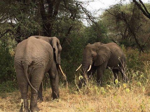 Elephants