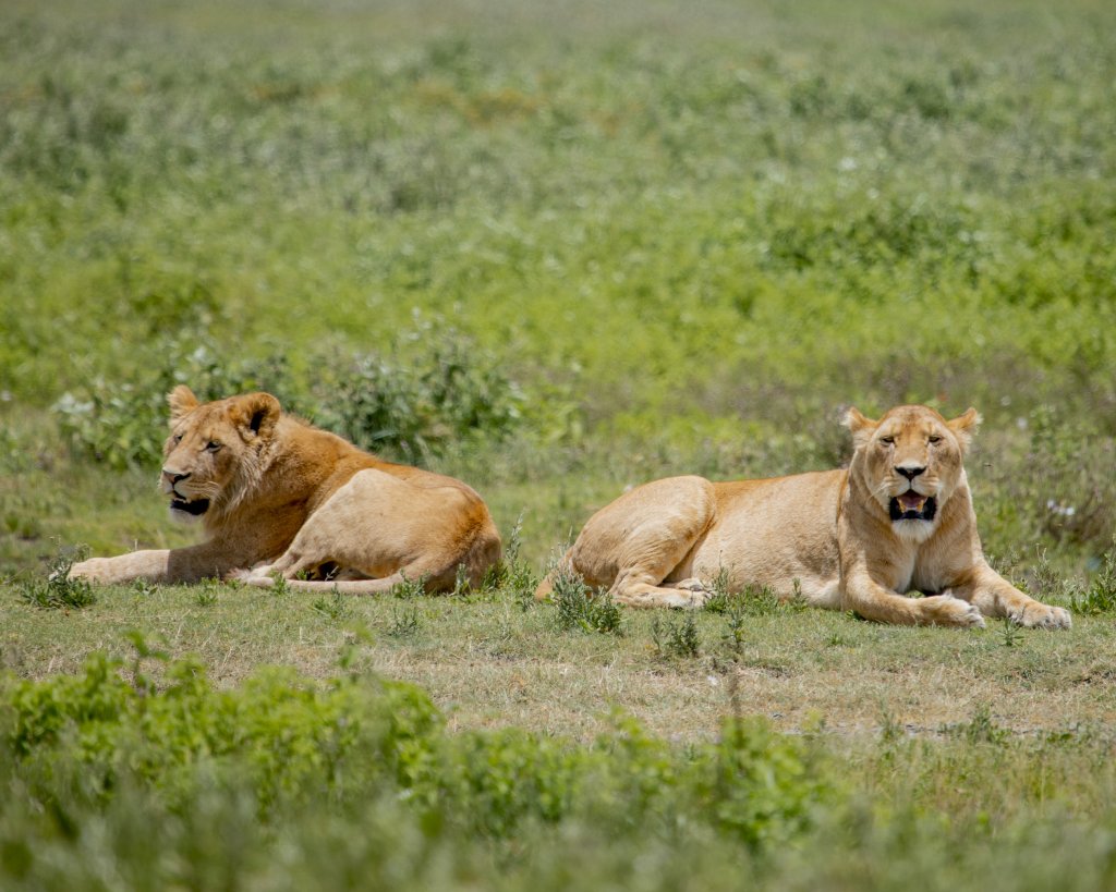 Female Lion Ngorongoro Crater ( Safari With Me) | Africa Safari A Week Of Game Drive | Image #3/3 | 