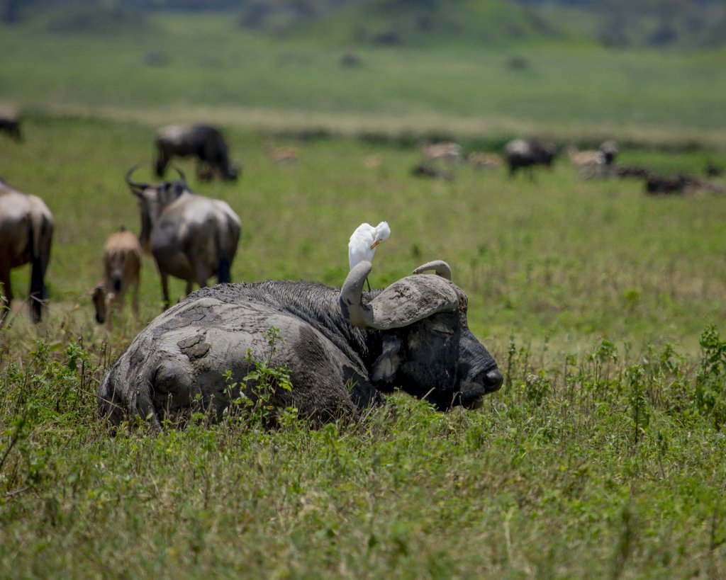 Buffalos In Ngorongoro Cater ( Safari With Me) | Africa Safari A Week Of Game Drive | Arusha, Tanzania | Wildlife & Safari Tours | Image #1/3 | 