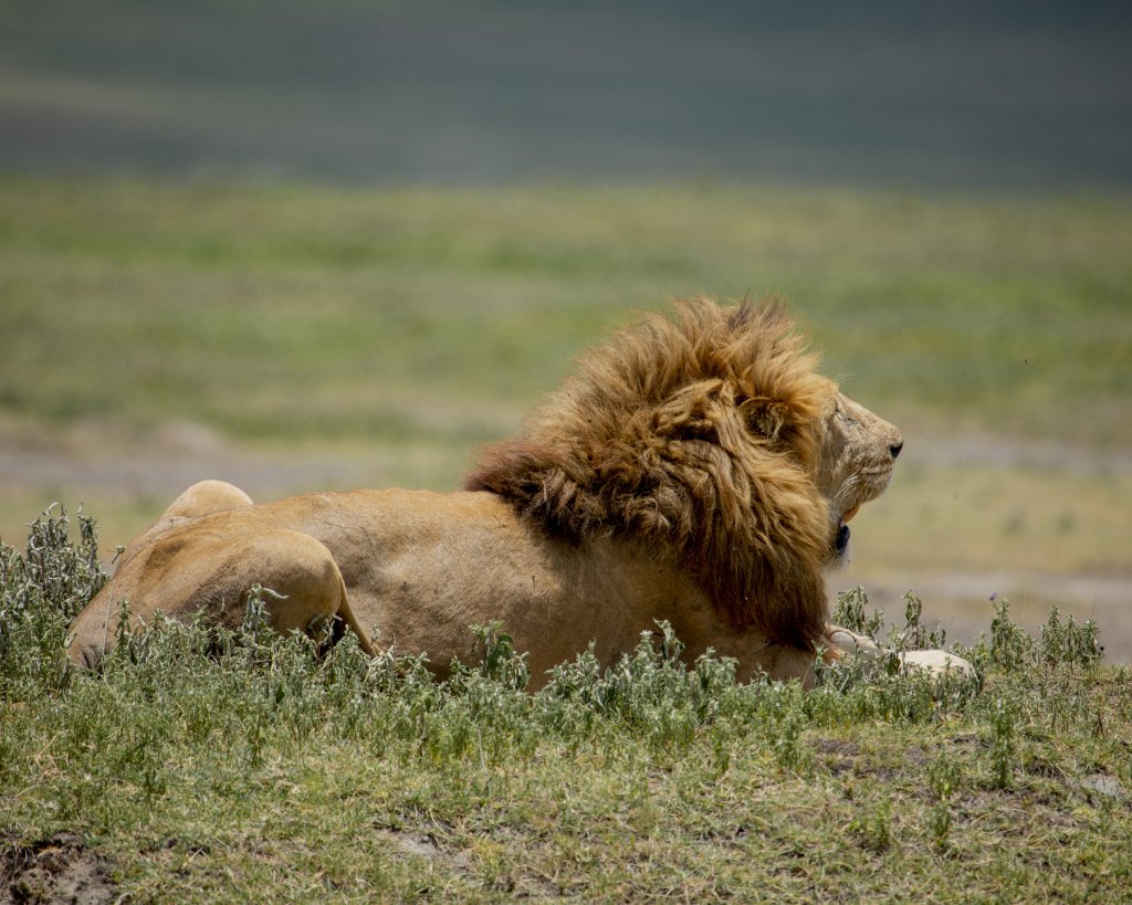 Lion Ngorongoro Crater ( Safari With Me) | Africa Safari A Week Of Game Drive | Image #2/3 | 