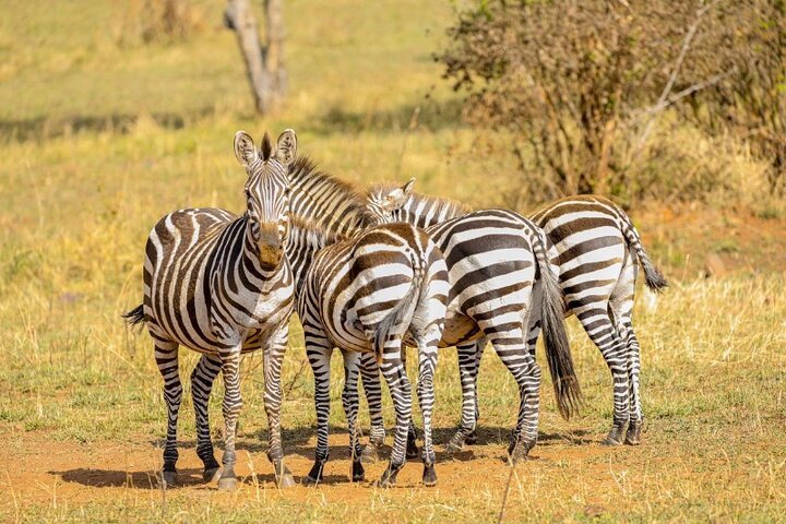 4- Days Tanzania Safari | Image #4/7 | 