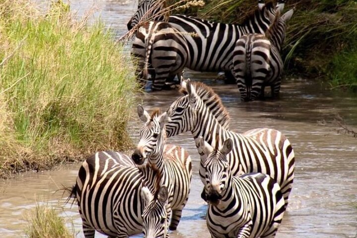 4- Days Tanzania Safari | Arusha, Tanzania | Wildlife & Safari Tours | Image #1/7 | 