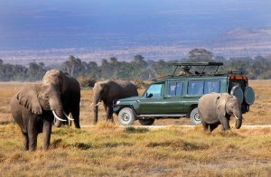 Safaris | Nairobi, Kenya | Wildlife & Safari Tours