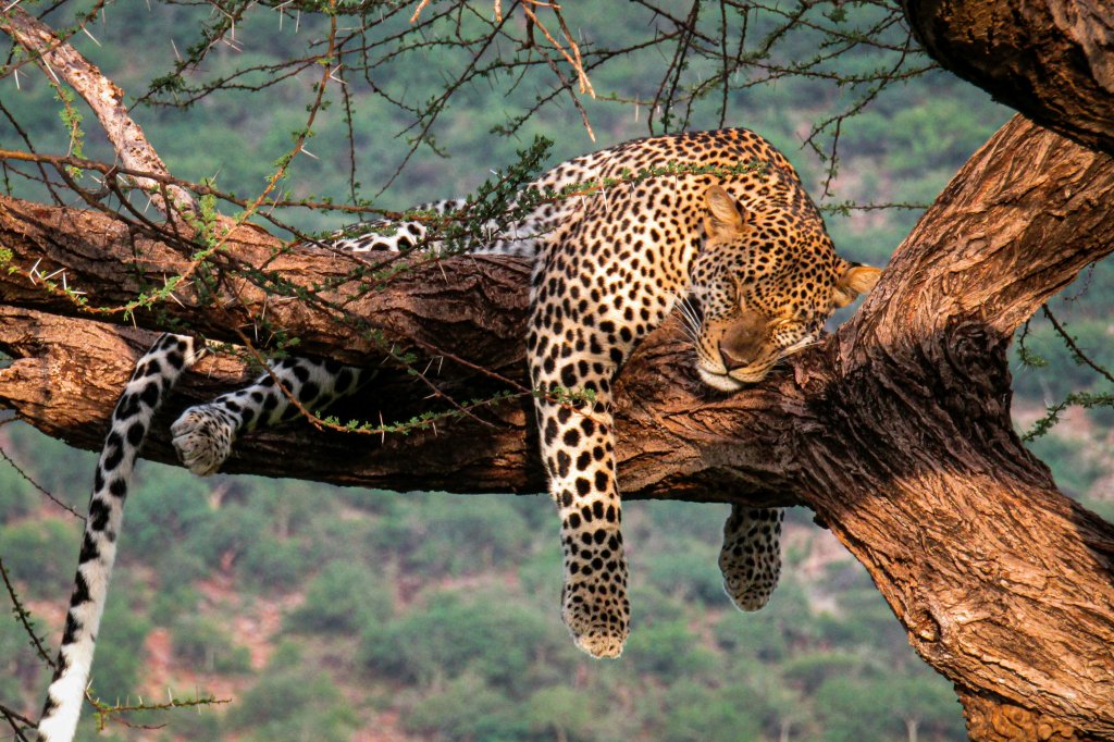 Leopard Masai Mara | Exclusive Wilderness Escape: 3-day Private Masai M | Nairobi, Kenya | Wildlife & Safari Tours | Image #1/5 | 