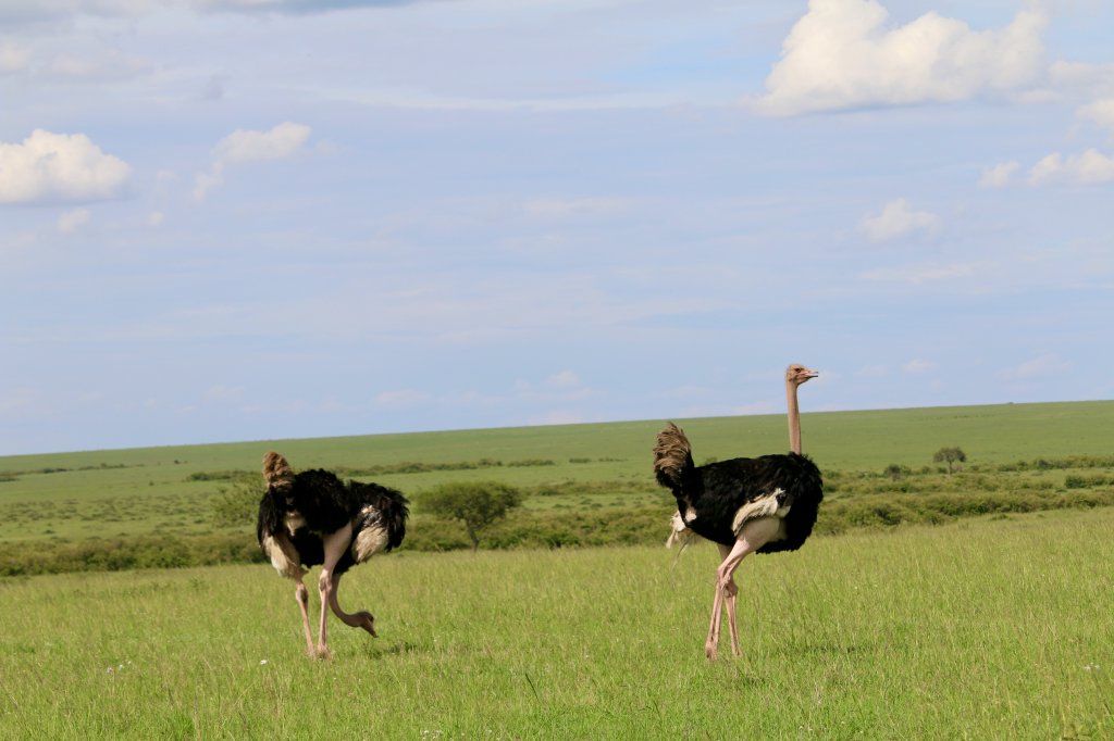 Ostrich Masai Mara | Exclusive Wilderness Escape: 3-day Private Masai M | Image #5/5 | 