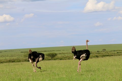 Ostrich Masai Mara