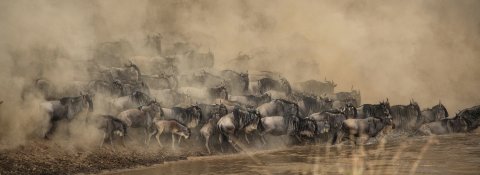 Wildebeest Crossing Masai Mara