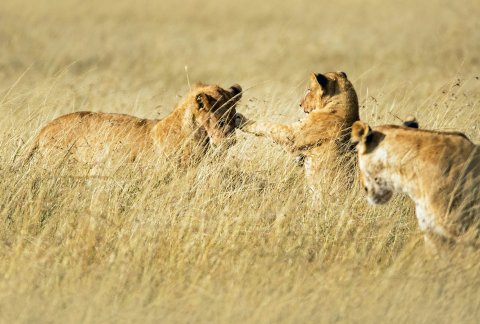 Lion Cabs Masai Mara