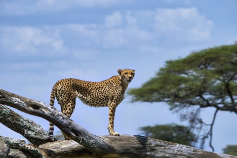 Cheetah Masai Mara