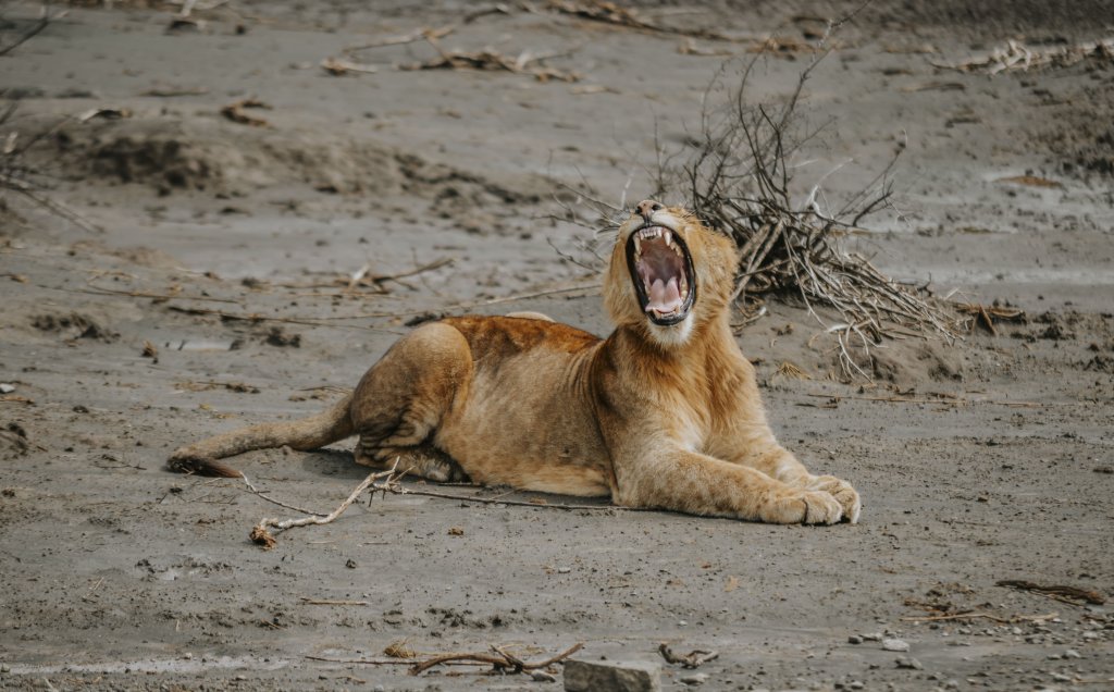 6 Days Best Of Tanzania Safari | Image #4/13 | 