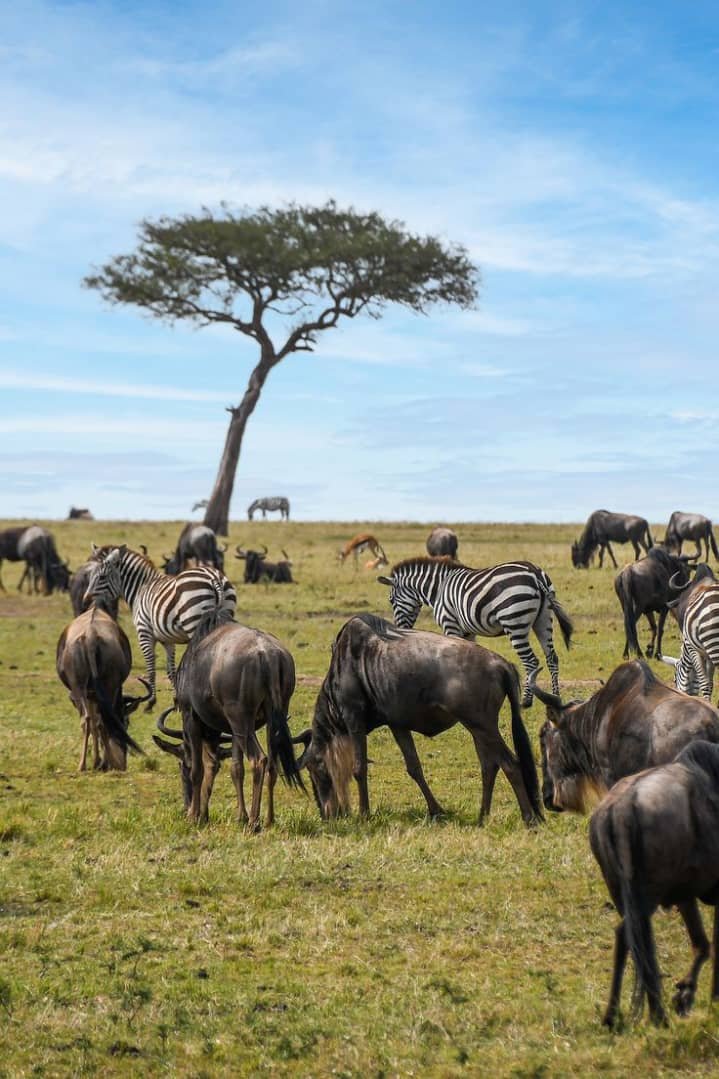 6 Days Best Of Tanzania Safari | Image #12/13 | 