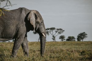 6 Days Best Of Tanzania Safari